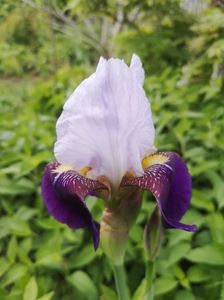 Fragrant