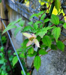 Clematis Marjorie; Clematis Marjorie
valynedelcu@yahoo.com 
Mai 2023
