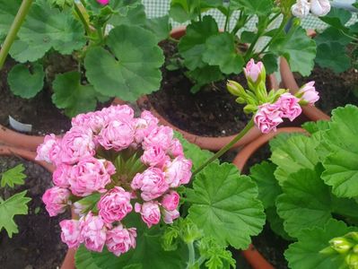 Australian Pink Rosebud