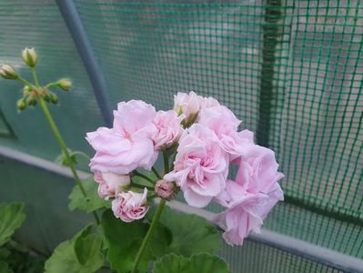 Milfield Rose