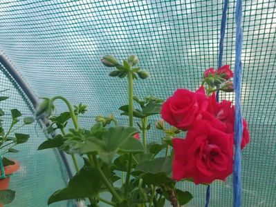 Red Sybil