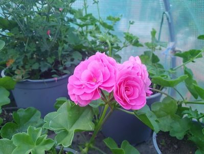 Pink Sibyl