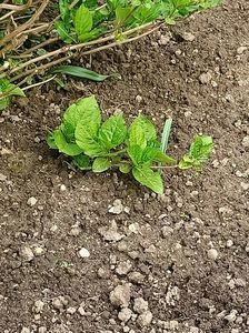 Img.2023.04.30; Butaș de hortensia :)
