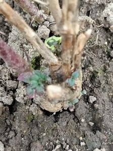 Img.2023.04.30; Gura leului de anul trecut :)

