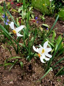 Img.2023.04.29- Gemeni