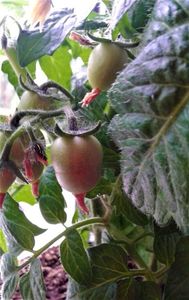 ; ;)))))) Rosii cherry in ghiveci,bio.
