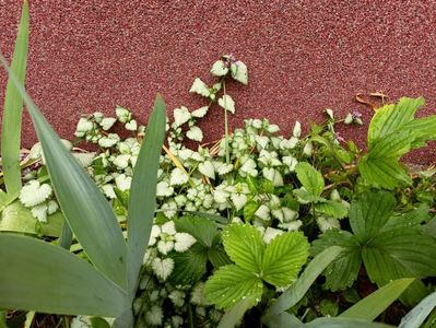 Lamium maculatum Red Nancy