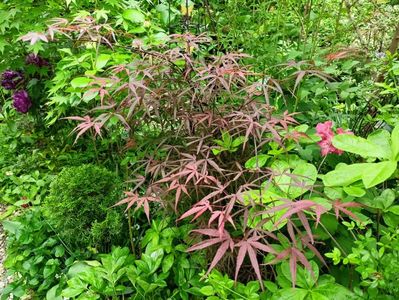 Hubbs Red Willow