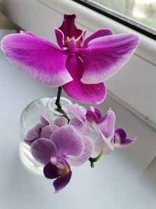; Orhidee
