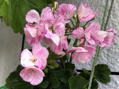 Din piață ;); Singura de felul acesta. Asa cum am gasit begonia somon acum doi ani, ratacita printre celelalte rosii...
