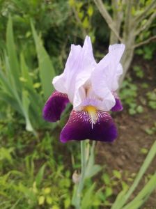 Fragrant