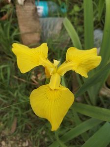 iris de balta