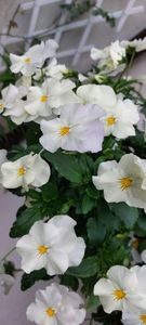 IMG-20230513-WA0049