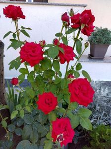 IMG-20230513-WA0139