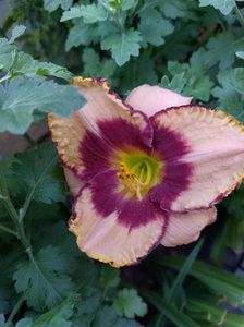 IMG-20230513-WA0120