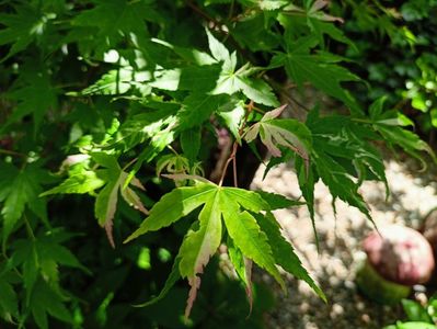 Taiyo-Nishiki