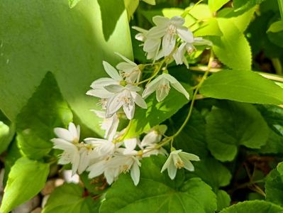 Deutzia Nikko
