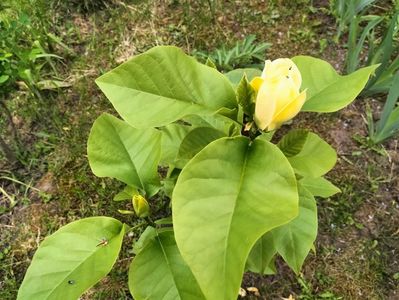magnolia yellow bird