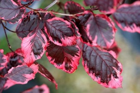 Fagus-sylv-tricolor