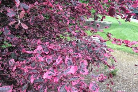 fagus_syl_purpurea_tricolor_4