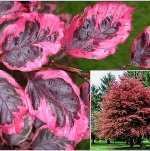 Fagus_sylvatica_purpurea_tricolor1