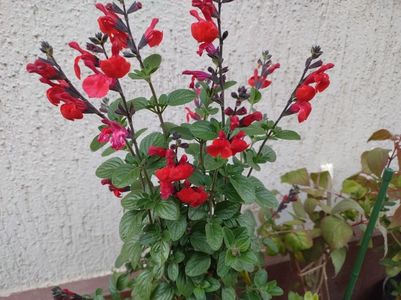 Salvia Royal Bumble