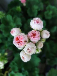 Muscata astrid rosebud