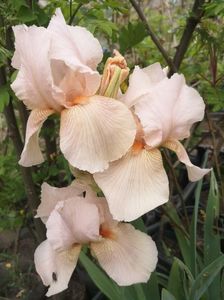 iris roz Eduard of windsor
