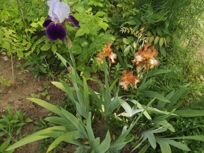 fragrant si highland chief