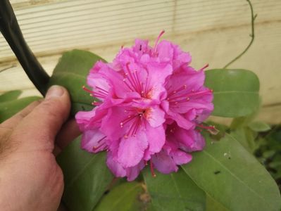 rododendron