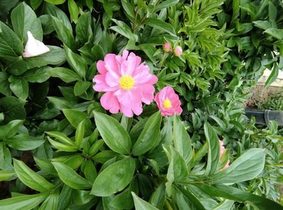 Dawn Pink