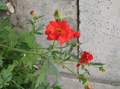 Geum Cocineum Chiloense