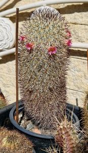 2023 mammillaria microhelia