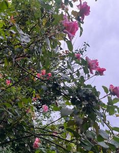Compassion, Austin; Roz somon, floare mare, teahibrid urcator
