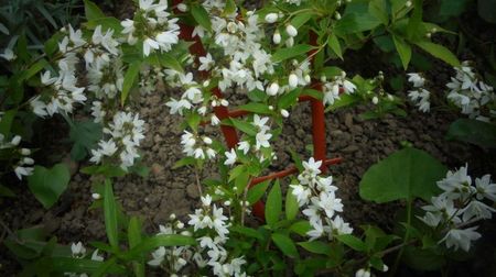Discreta,delicata si eleganta...calde multumiri,Flora,si pentru deutzia!