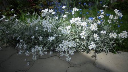 Cerastium