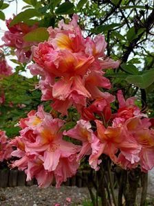 Img.2023.05.18; Rhododendron Knapp - Hill
