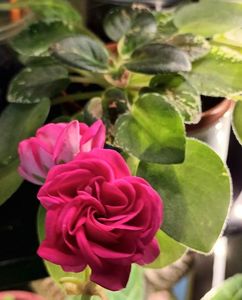 ; In spate este o violeta... ❤️❤️❤️
