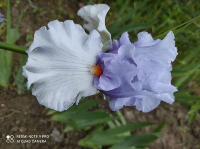 Blue Rising