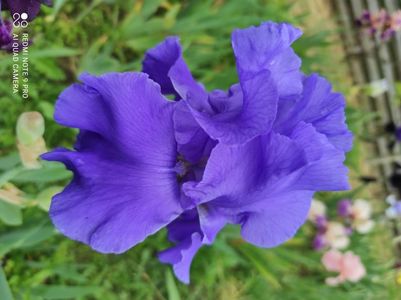 Blue Temptations