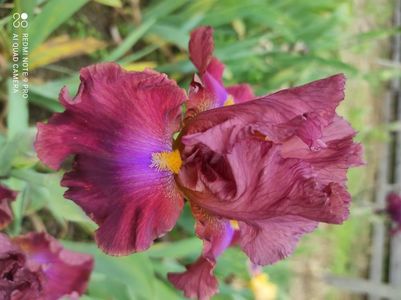 Braises Incandescence