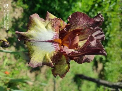 Burgundy Brown