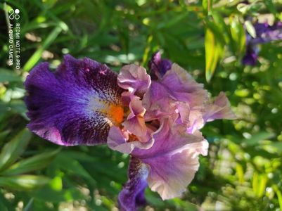 Fanciful Whimsy