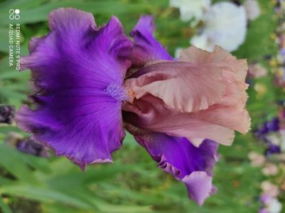 Florentine Silk