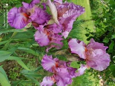 Mallow Dramatic
