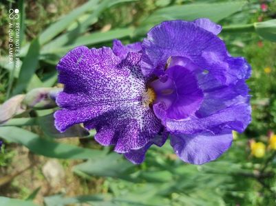 Purple Pepper