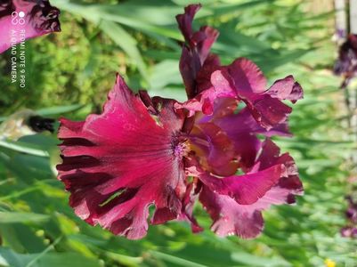 Schortman's Garnet Ruffle