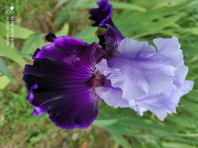 Silken Shadow