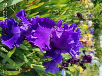 Yaquina Blue