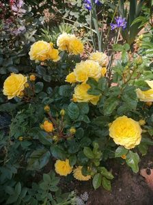 IMG-20230519-WA0020